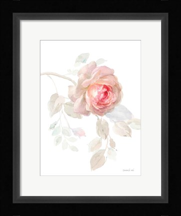 Framed Gentle Rose I Print