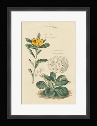 Framed Botanical Print II Print