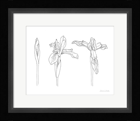 Framed Sketched Iris Print