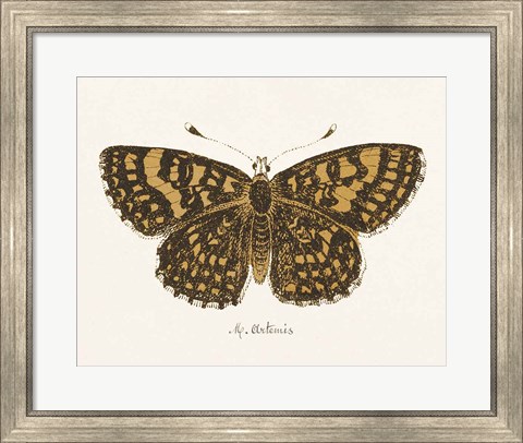 Framed Antique Butterfly II Print