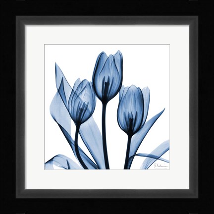 Framed Indigo Tulips Print