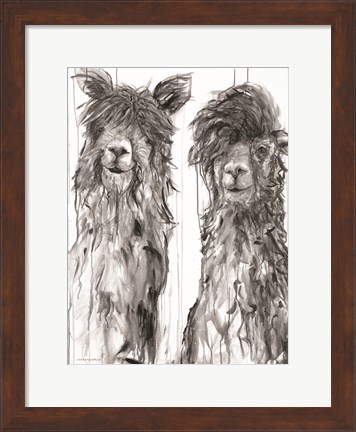 Framed Alpaca a Comb Print