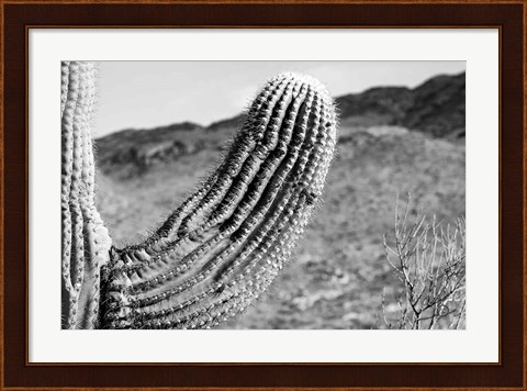Framed Saguaro Print