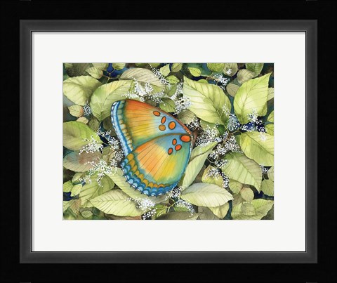Framed Royal Butterfly Print