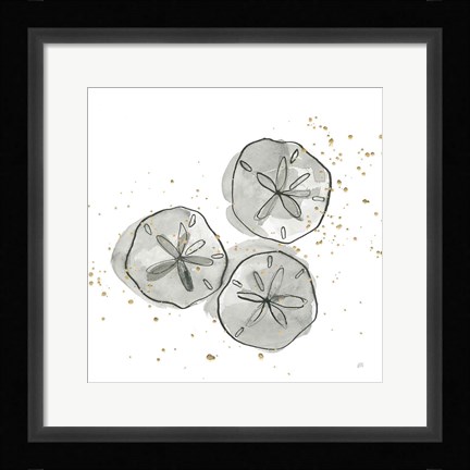 Framed Sand Dollar III Print
