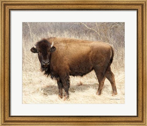 Framed American Bison I Print