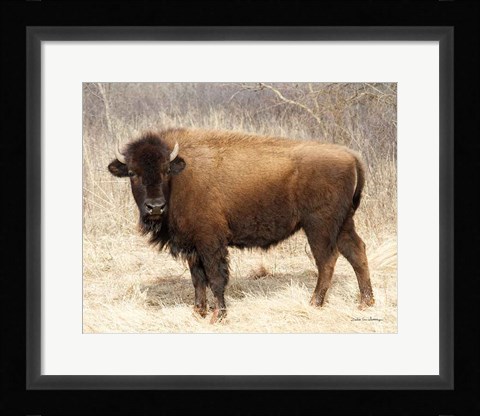 Framed American Bison I Print