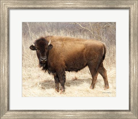 Framed American Bison I Print
