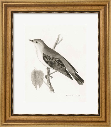Framed Engraved Birds III BW Print