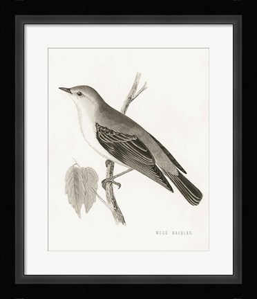 Framed Engraved Birds III BW Print