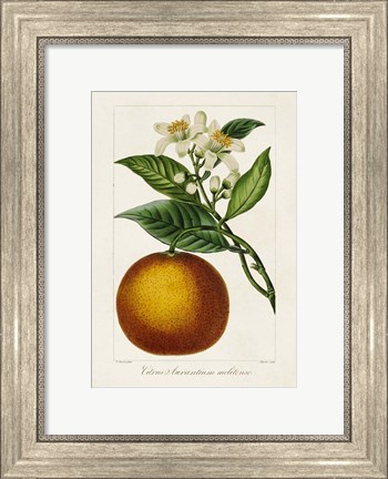 Framed Antique Citrus Fruit I Print