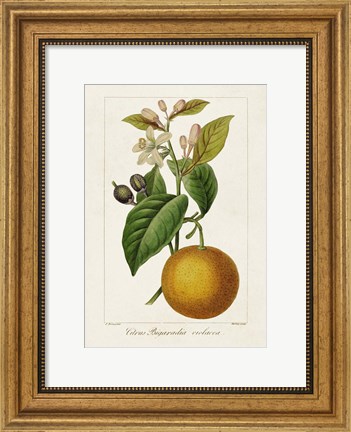 Framed Antique Citrus Fruit II Print