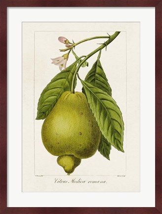 Framed Antique Citrus Fruit III Print