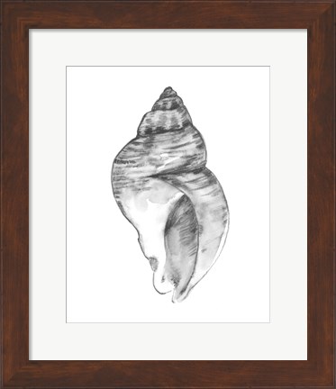 Framed Quiet Conch I Print