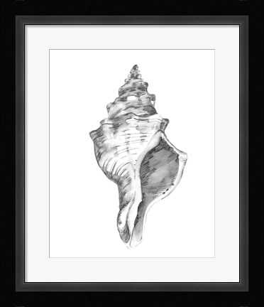 Framed Quiet Conch IV Print