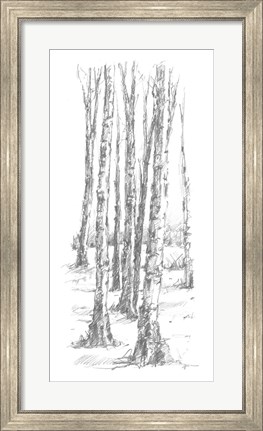 Framed Birch Tree Sketch II Print