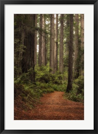 Framed Forest Path II Print