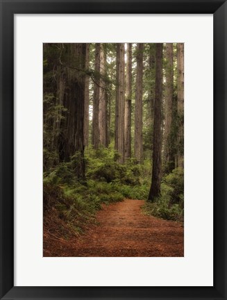 Framed Forest Path II Print
