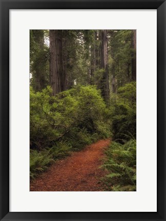 Framed Forest Path III Print