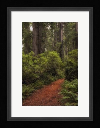 Framed Forest Path III Print