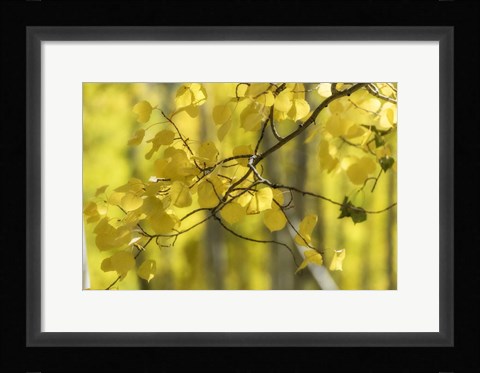 Framed Aspen Backlight Print