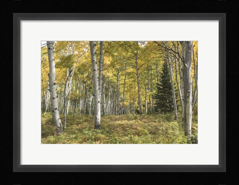 Framed Aspen Grove I Print