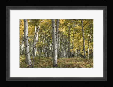 Framed Aspen Grove II Print