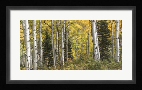 Framed Aspen Panorama Print