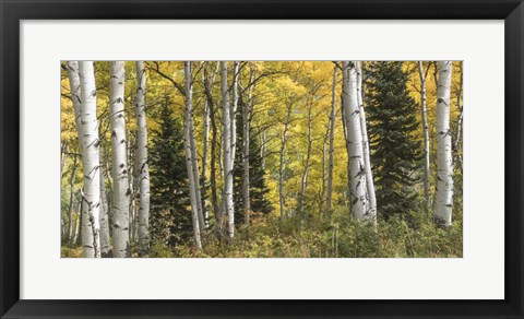 Framed Aspen Panorama Print