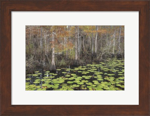 Framed Bayou Autumn Print