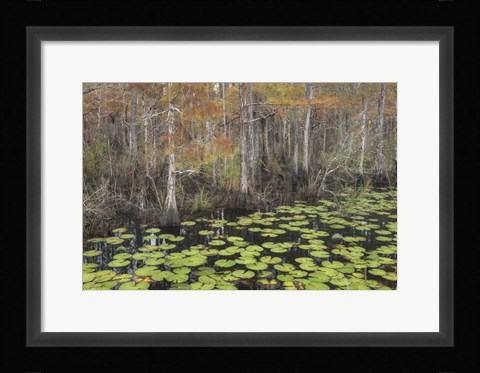 Framed Bayou Autumn Print