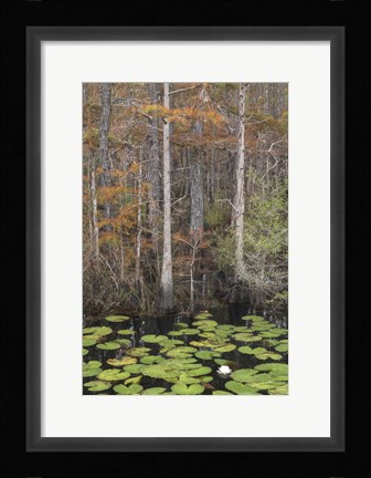 Framed Black Water II Print