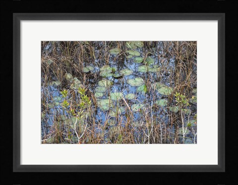 Framed Marsh Print