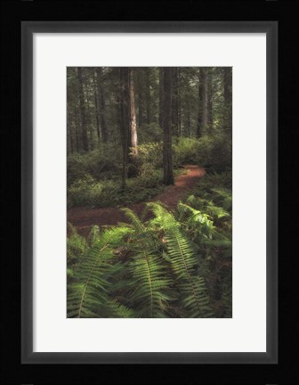Framed Fern Lined Path Print