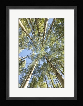 Framed Looking Up Print