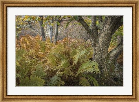 Framed Autumn Ferns Print