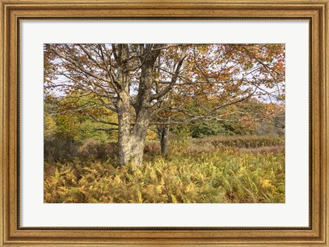 Framed Maple and Ferns Print