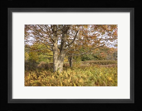 Framed Maple and Ferns Print