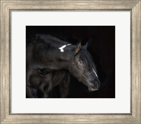 Framed Equine Portrait IV Print