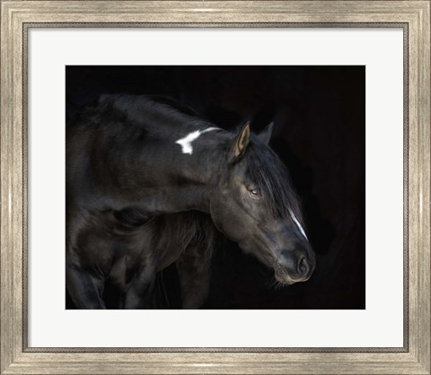 Framed Equine Portrait IV Print