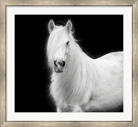 Framed Equine Portrait V Print