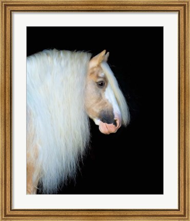 Framed Equine Portrait VIII Print