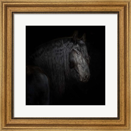 Framed Equine Portrait X Print