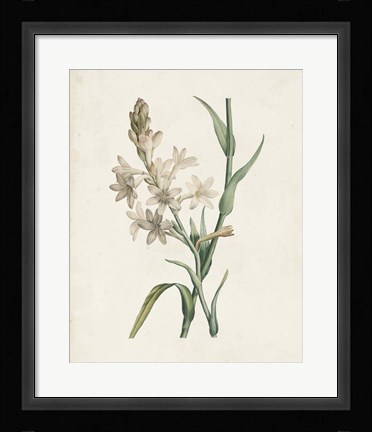 Framed Classic Botanicals I Print