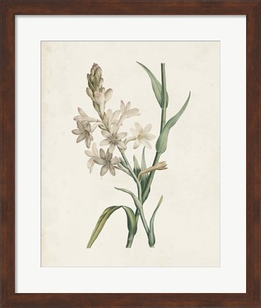 Framed Classic Botanicals I Print