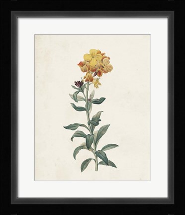 Framed Classic Botanicals III Print