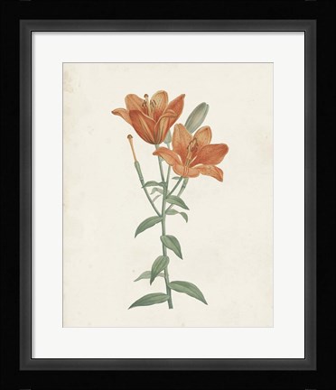 Framed Classic Botanicals V Print