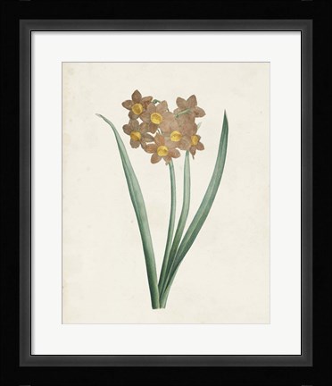 Framed Classic Botanicals VI Print