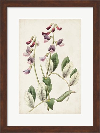Framed Antique Botanical Collection I Print