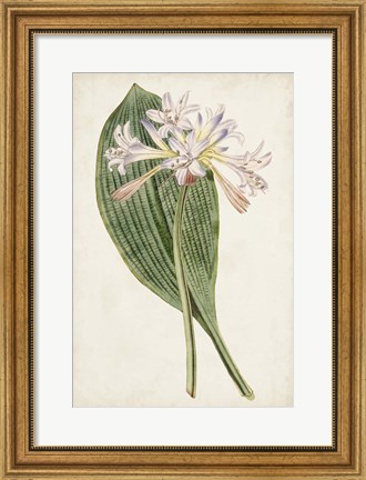 Framed Antique Botanical Collection IV Print